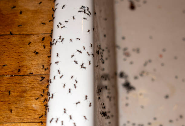 Wasp Removal Services in Pingree Grove, IL