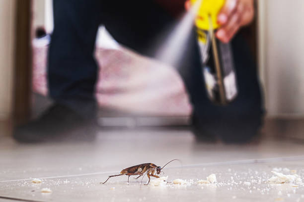Best Wasp Removal Services  in Pingree Grove, IL
